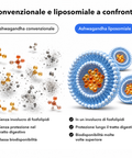 Ashwagandha Liposomiale: Convenzionale e liposomiale a confronto