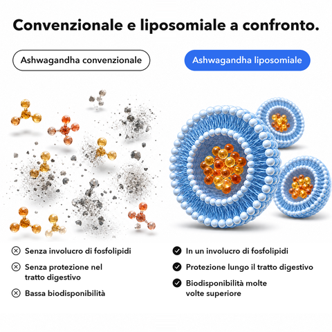 Ashwagandha Liposomiale: Convenzionale e liposomiale a confronto