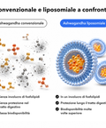 Ashwagandha Liposomiale (Capsule): Convenzionale e liposomiale a confronto