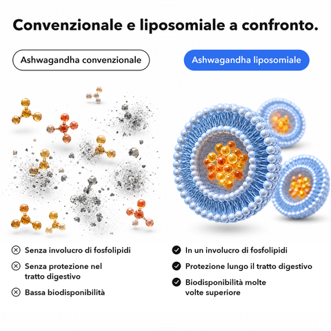 Ashwagandha Liposomiale (Capsule): Convenzionale e liposomiale a confronto