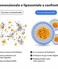Estratto di Curcuma Liposomiale: Convenzionale e liposomiale a confronto