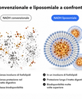NADH Liposomiale: Convenzionale e liposomiale a confronto