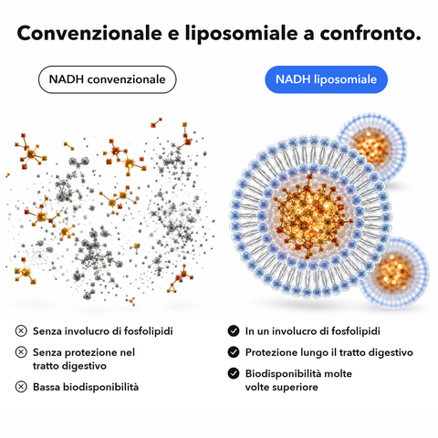 NADH Liposomiale: Convenzionale e liposomiale a confronto