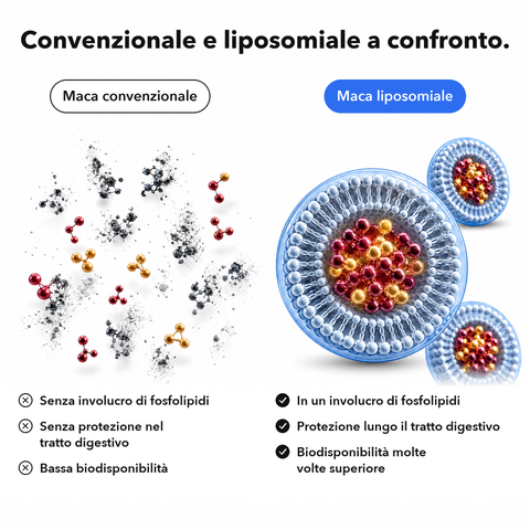 Radice di Maca Liposomiale: Convenzionale e liposomiale a confronto