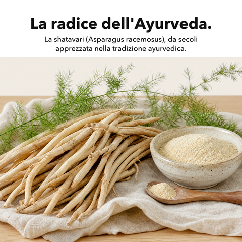 Shatavari: La radice dell'Ayurveda