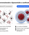 Vitamina B12 Liposomiale (Capsule): Convenzionale e liposomiale a confronto