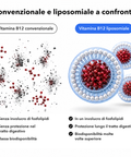 Vitamina B12 Liposomiale: Convenzionale e liposomiale a confronto