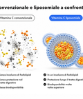 Vitamina C Liposomiale (Capsule): Convenzionale e liposomiale a confronto