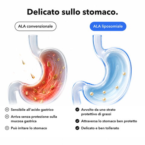 Acido Alfa-Lipoico Liposomiale (ALA): Delicato sullo stomaco