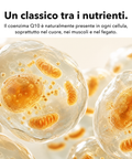 Coenzima Q10 Liposomiale: Un classico tra i nutrienti