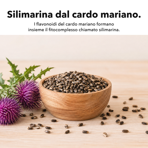 Estratto di Cardo Mariano Liposomiale: Silimarina dal cardo mariano