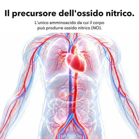 L-Arginina Liposomiale: Il precursore dell'ossido nitrico