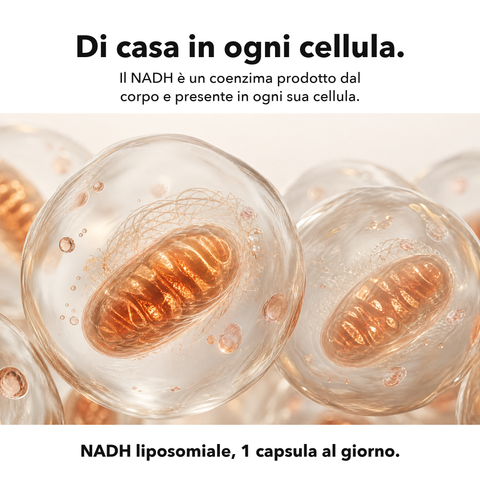 NADH Liposomiale: Di casa in ogni cellula