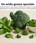 Acido Alfa-Lipoico Liposomiale (ALA): Un acido grasso speciale