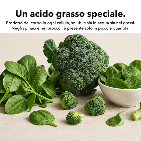 Acido Alfa-Lipoico Liposomiale (ALA): Un acido grasso speciale